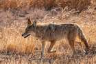 USA, New Mexico, Bosque Del Apache National Wildlife Refuge. Coyote walking in grass. Art Print